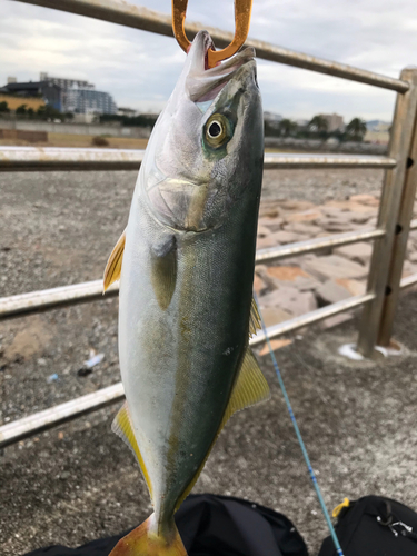 ゴリアテグルーパーの釣果