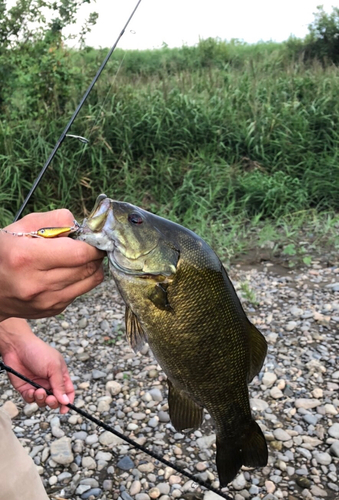 スモールマウスバスの釣果