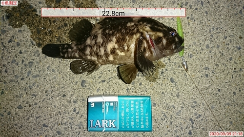 オウゴンムラソイの釣果