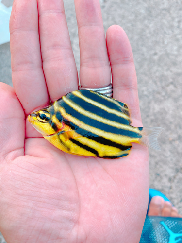 カゴカキダイの釣果