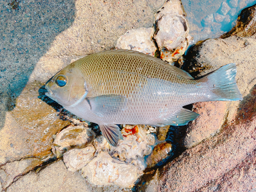 メジナの釣果