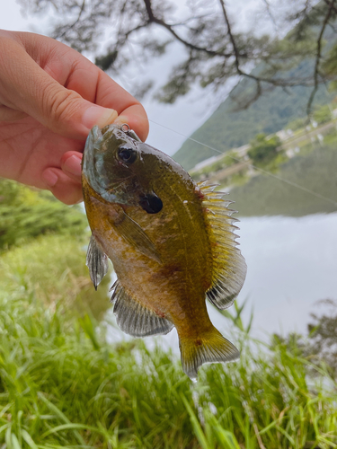 ブルーギルの釣果