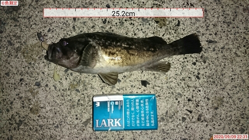 クロソイの釣果