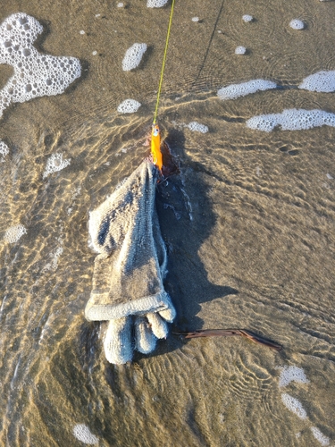 マゴチの釣果