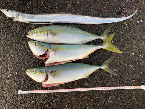 イナダの釣果