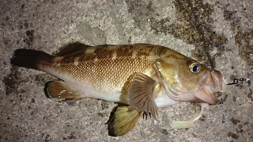 ガヤの釣果