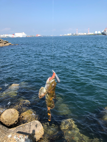 カジカの釣果