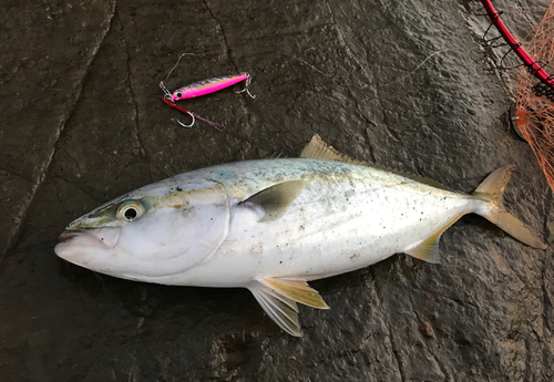 イナダの釣果