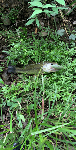 ブラックバスの釣果