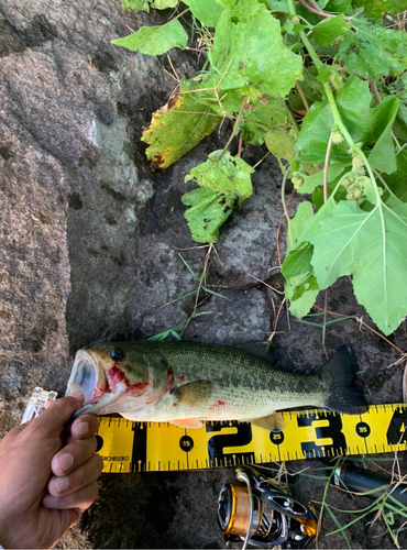 ブラックバスの釣果