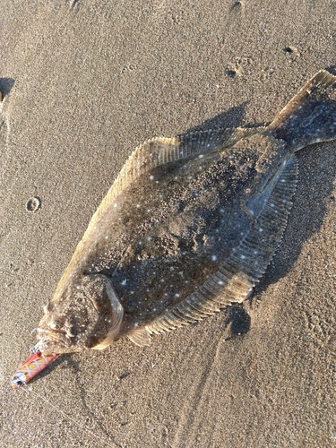 ヒラメの釣果