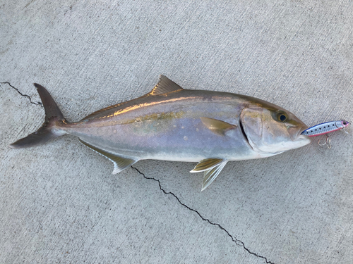 ショゴの釣果