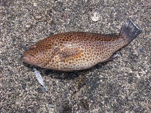 オオモンハタの釣果