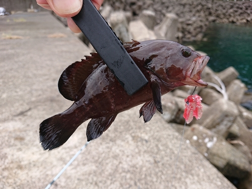 マハタの釣果