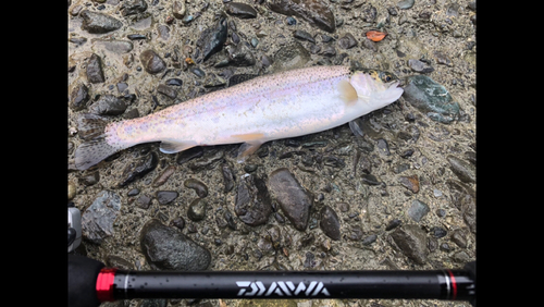 ニジマスの釣果