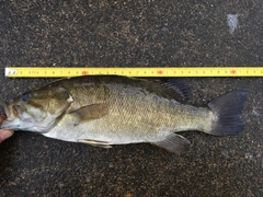 スモールマウスバスの釣果