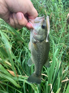 ラージマウスバスの釣果