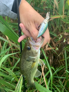 ラージマウスバスの釣果