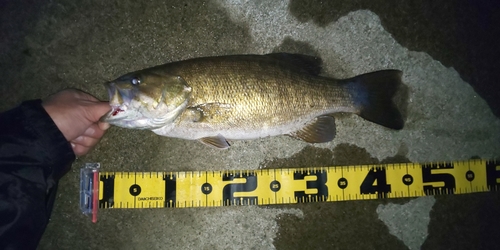 スモールマウスバスの釣果