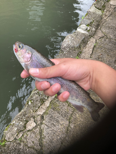 ニジマスの釣果