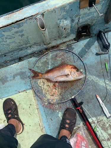 マダイの釣果