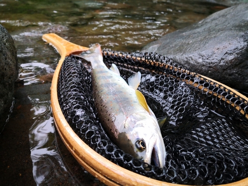 アマゴの釣果