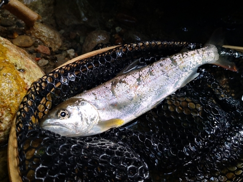 アマゴの釣果