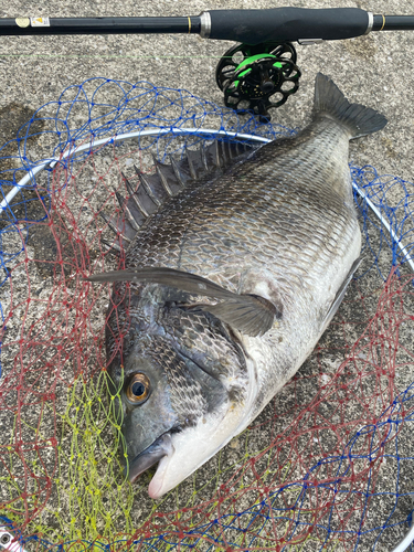 クロダイの釣果