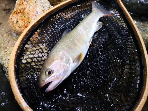 イワナの釣果