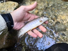 イワナの釣果