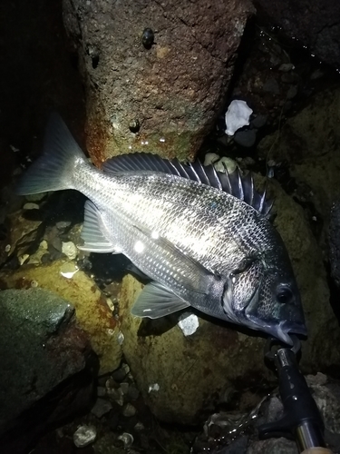 クロダイの釣果