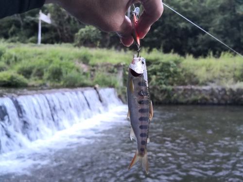 アマゴの釣果