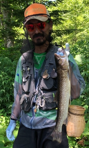 アメマスの釣果