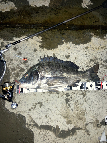 チヌの釣果