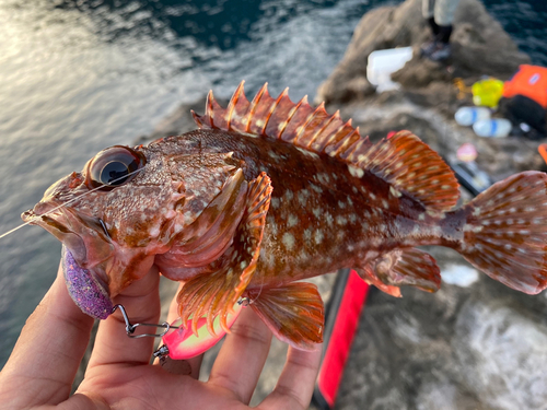 カサゴの釣果