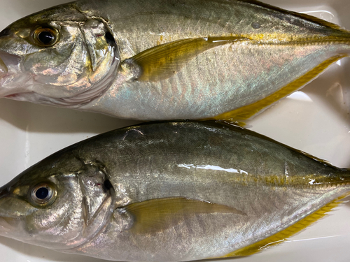 シマアジの釣果