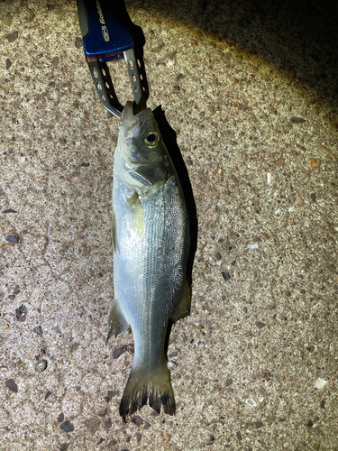 スズキの釣果