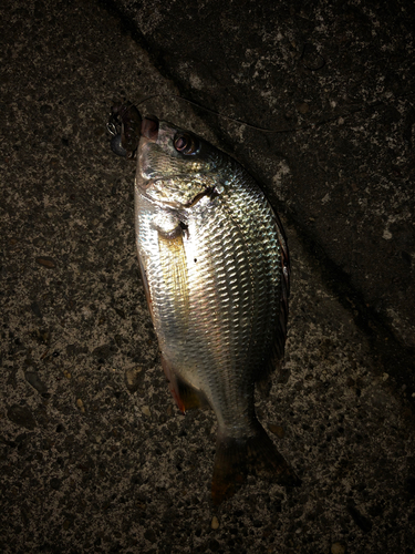 キビレの釣果