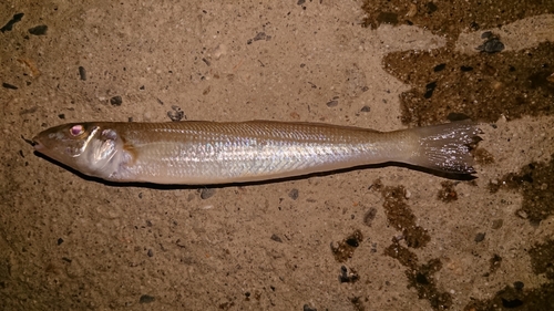 シロギスの釣果