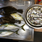 チャムさんの釣果