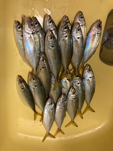 アジの釣果