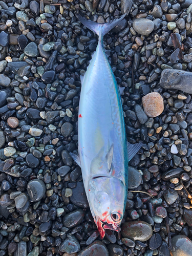 ソウダガツオの釣果