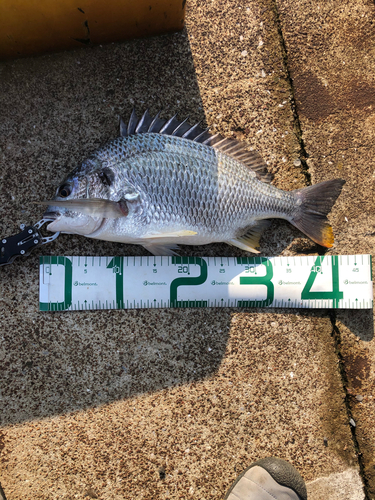 キビレの釣果