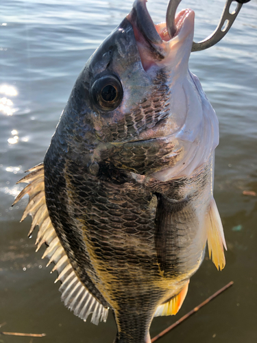 キビレの釣果