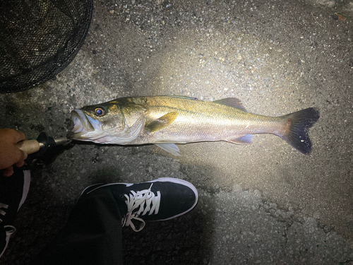 セイゴ（マルスズキ）の釣果