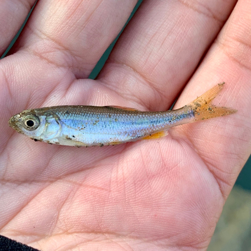 アブラハヤの釣果