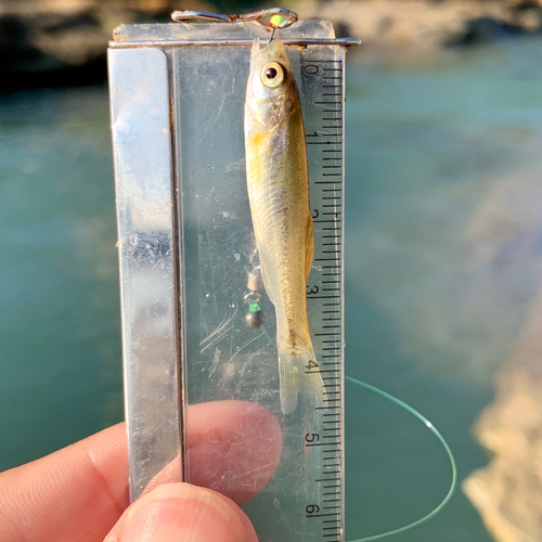 アブラハヤの釣果