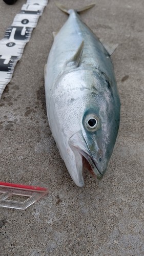 イナダの釣果