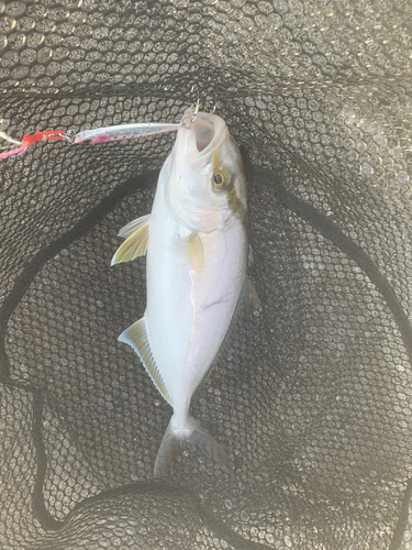 ショゴの釣果