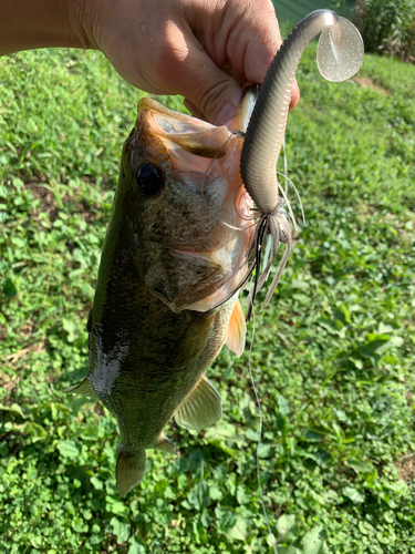 ラージマウスバスの釣果